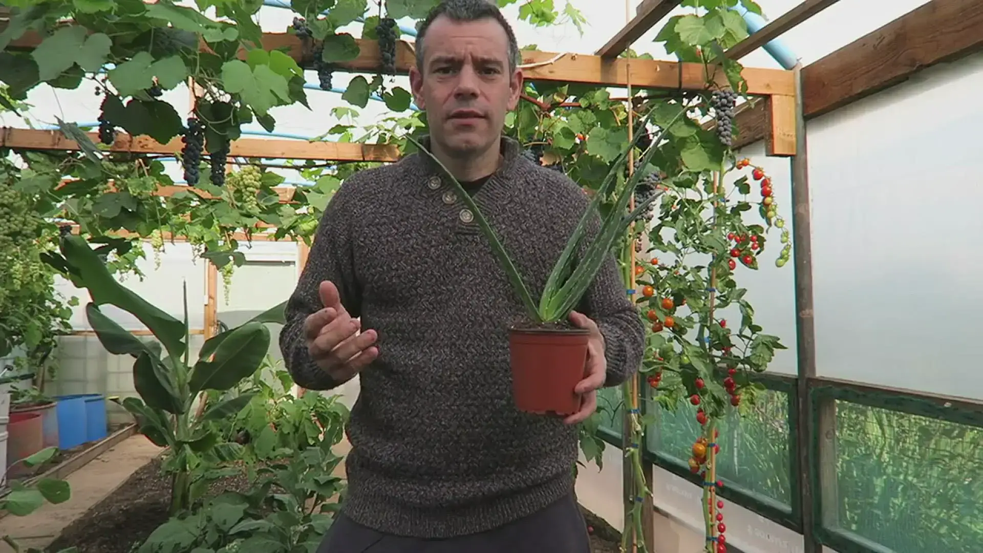 'Video thumbnail for 6 Tips To Growing Aloe Vera'