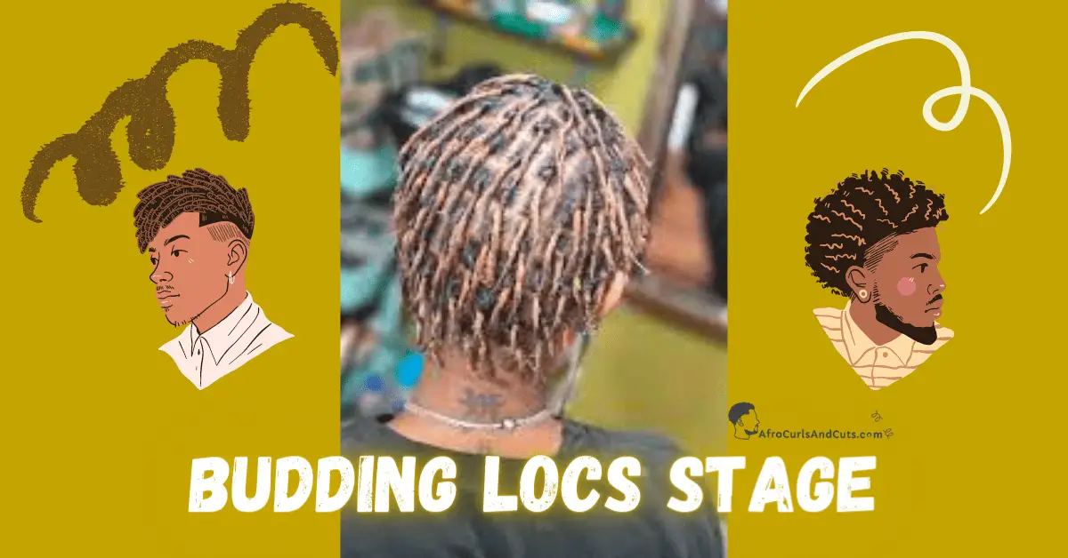 Budding locs Stage